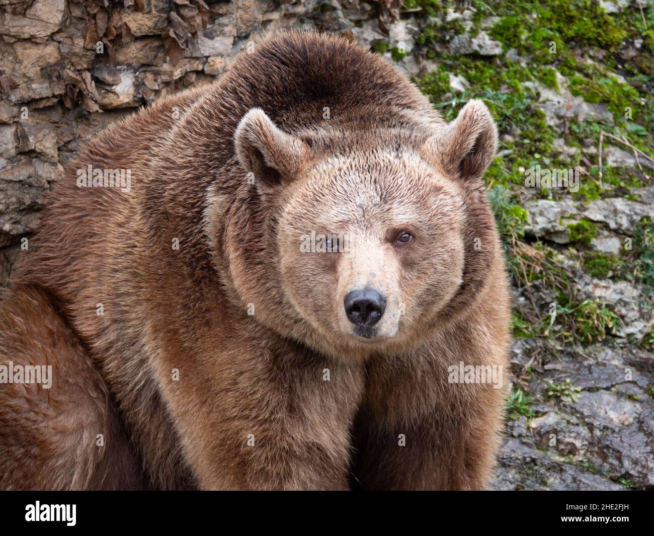 Brown bear in the mountains. Stock Photo