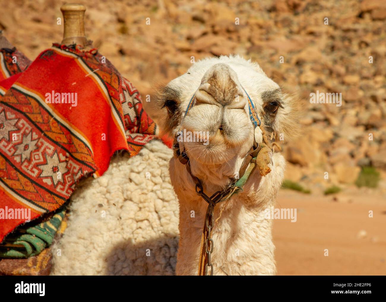 Camels in Jordan Wadi Rum desert on red sand with baby and high ...