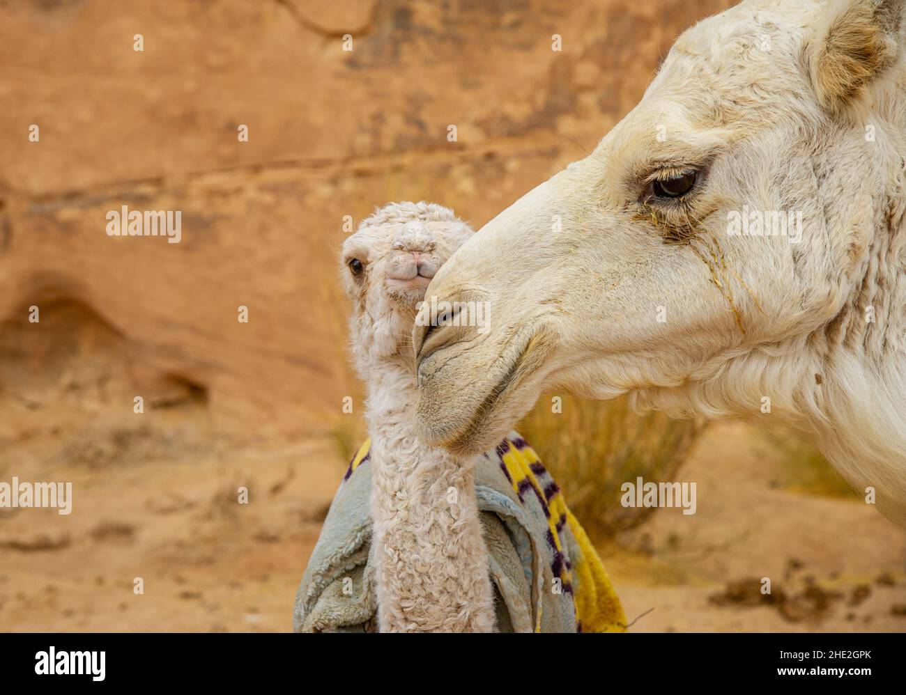Camels in Jordan Wadi Rum desert on red sand with baby and high ...