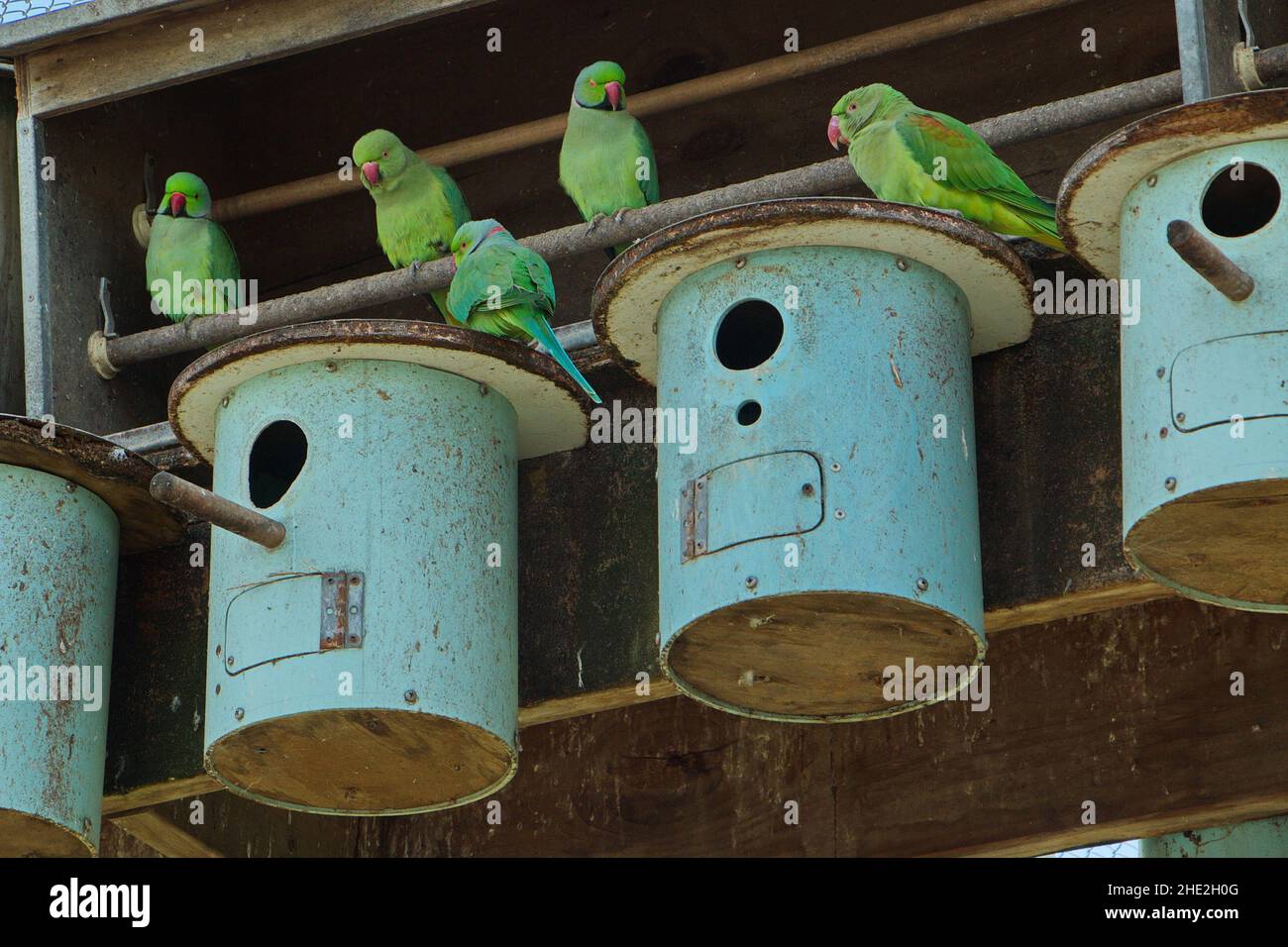 Alexandrine Parrot Breeding Cage Size