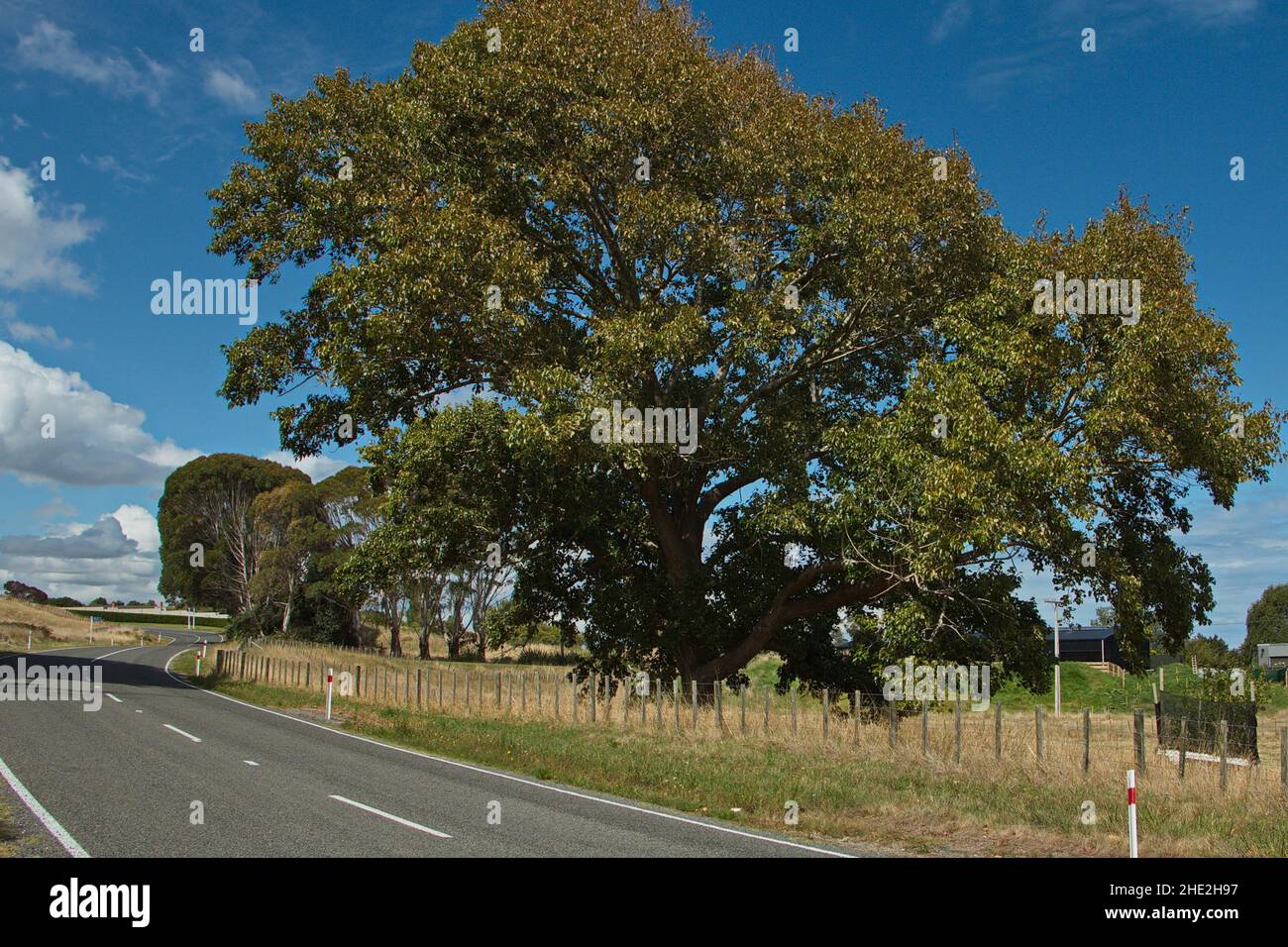 Big trees at Rapanui Road near Westmere Lake,Manawatu-Wanganui Region on North Island of New Zealand Stock Photo