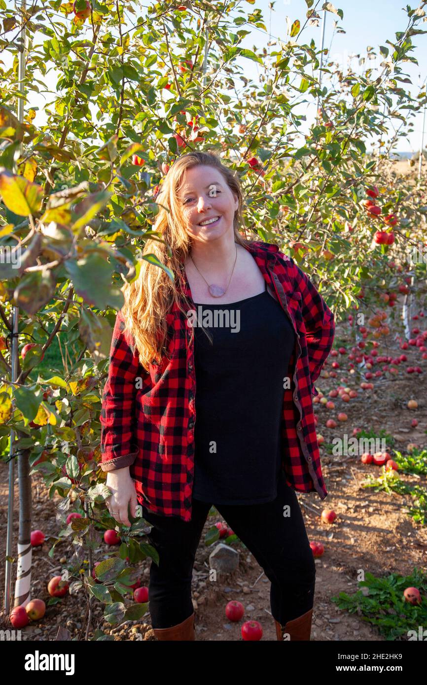 red haired woman wearing plaid smiles in an orchard full of apples on a sunny day Stock Photo