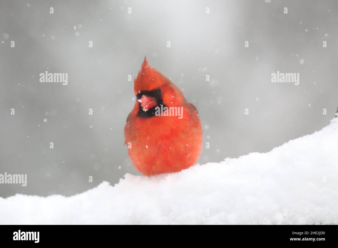 Bright red male northern cardinal Cardinalis cardinalis perching in a winter snow storm Stock Photo