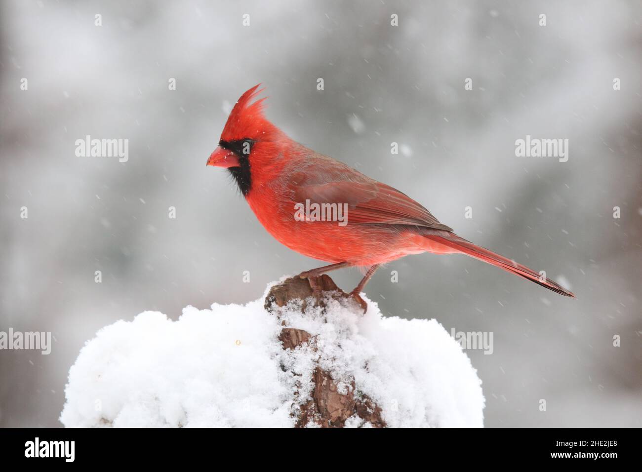 Red cardinal snow hi-res stock photography and images - Alamy