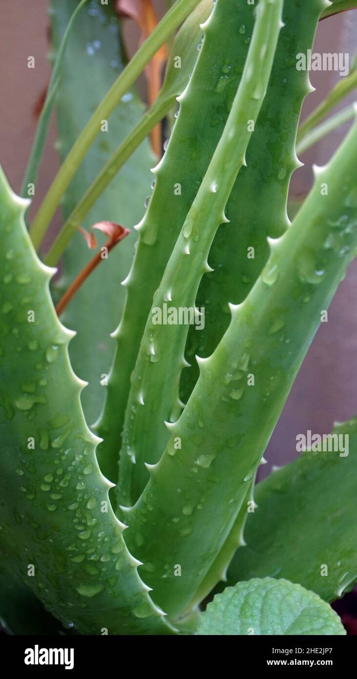 This plant ia called Aloe Vera , with the characteristics of having a ...