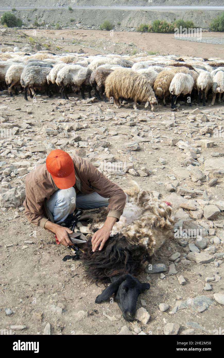 Hakkari,Turkey - 06-22-2009:Farmer shearing the wool from sheep. Stock Photo