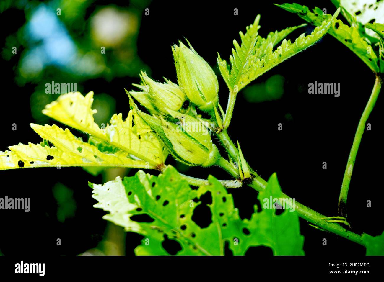 Okra or Okro, Abelmoschus esculentus, known in many Englishspeaking