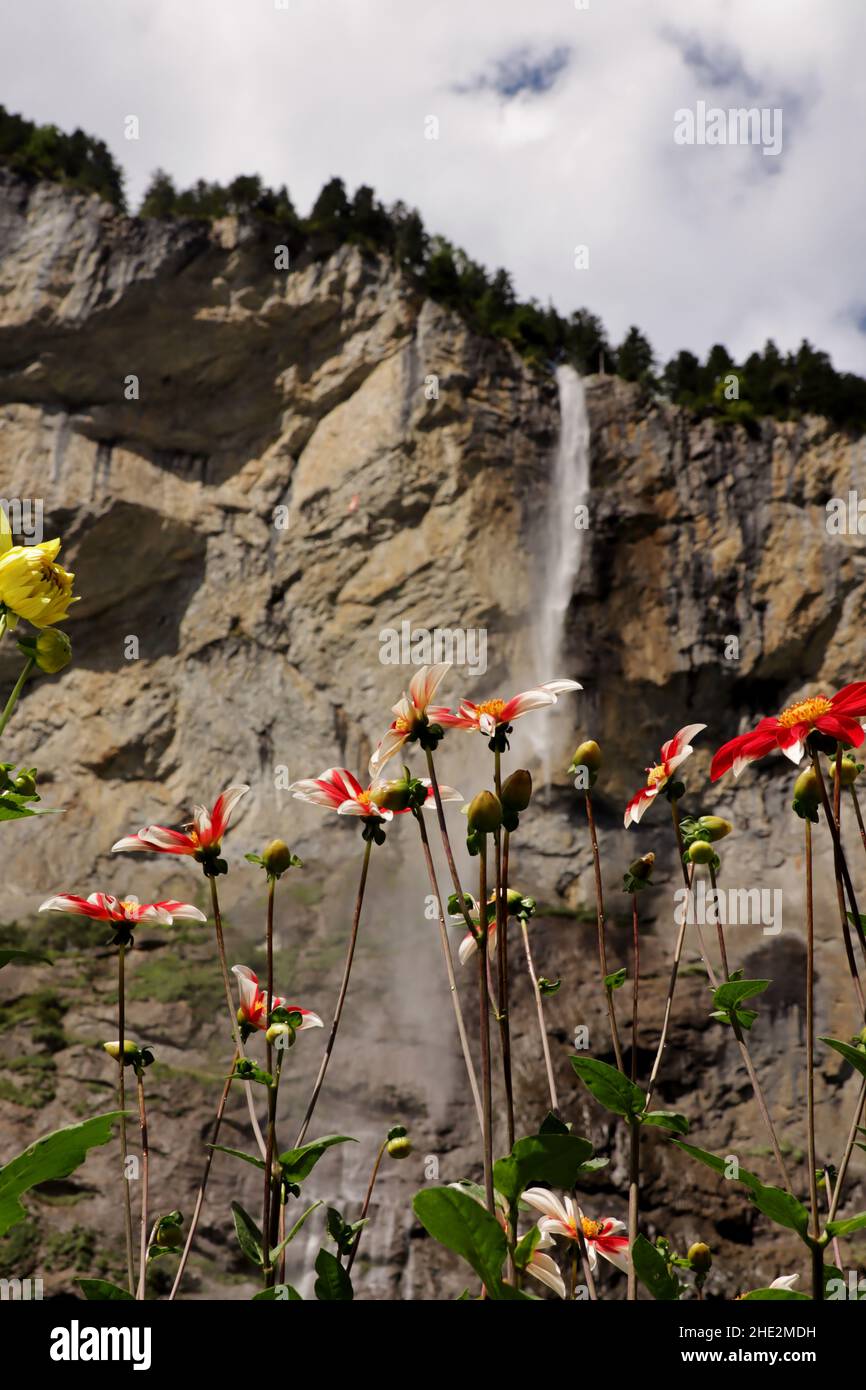 Staubbachfall Staubbachfall waterfall in Lauterbrunnen with flowers in Switzerland ...