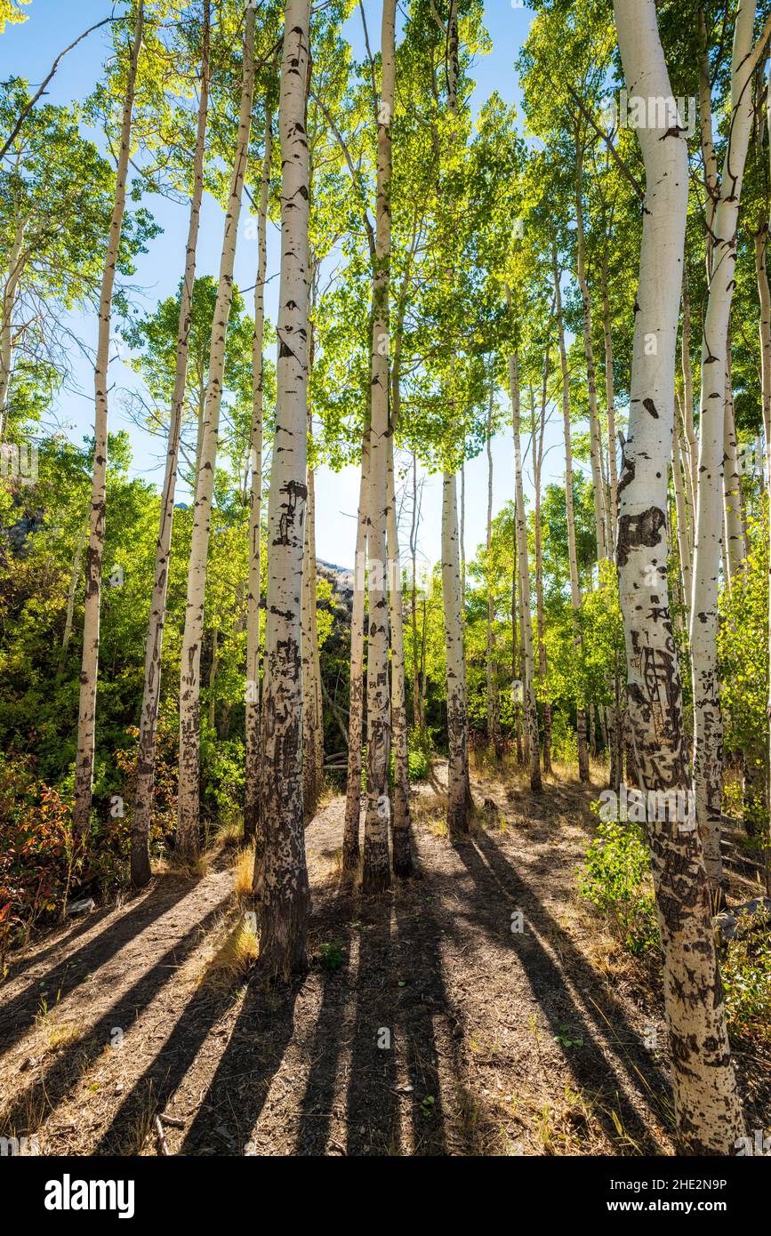 Backlit Aspen Trees in early autumn; Water Canyon Recreation Area; Winnemucca; Nevada Stock Photo