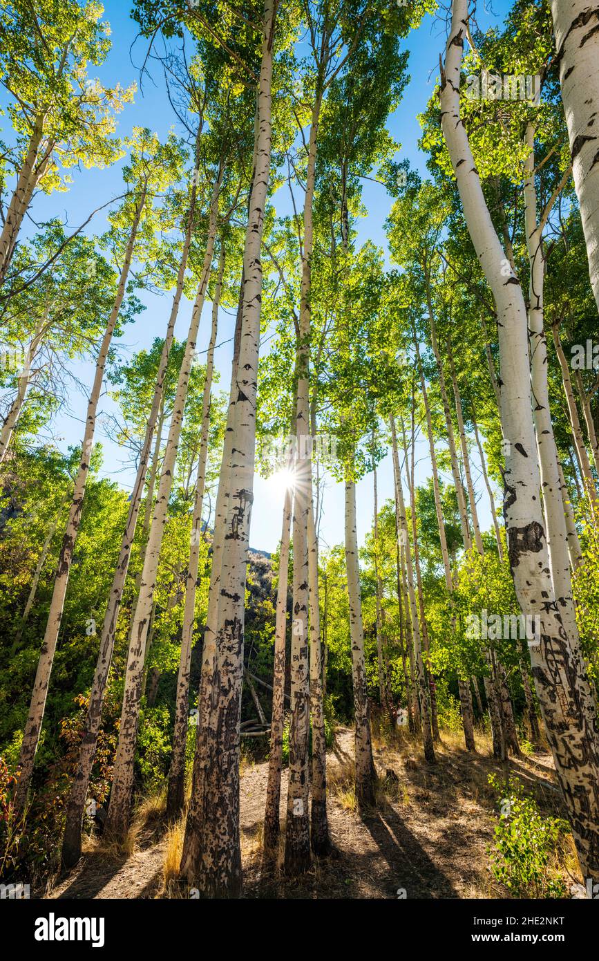 Backlit Aspen Trees in early autumn; Water Canyon Recreation Area