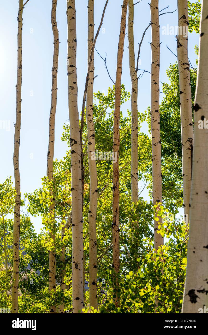 Backlit Aspen Trees in early autumn; Water Canyon Recreation Area; Winnemucca; Nevada Stock Photo