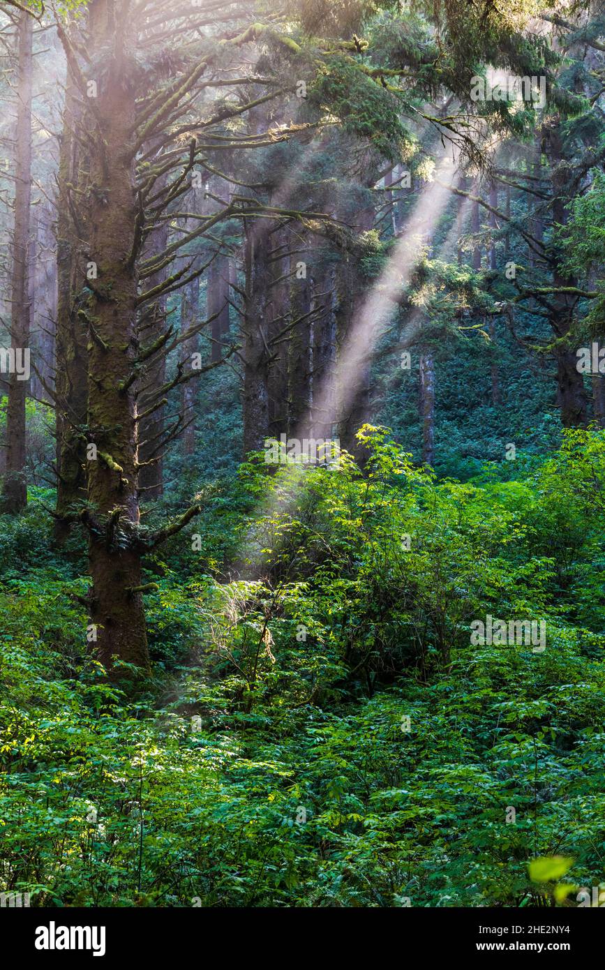 Dramatic morning light filters through the mist & large trees; Cape Perpetua Scenic Area; near Yachats; Oregon; USA Stock Photo