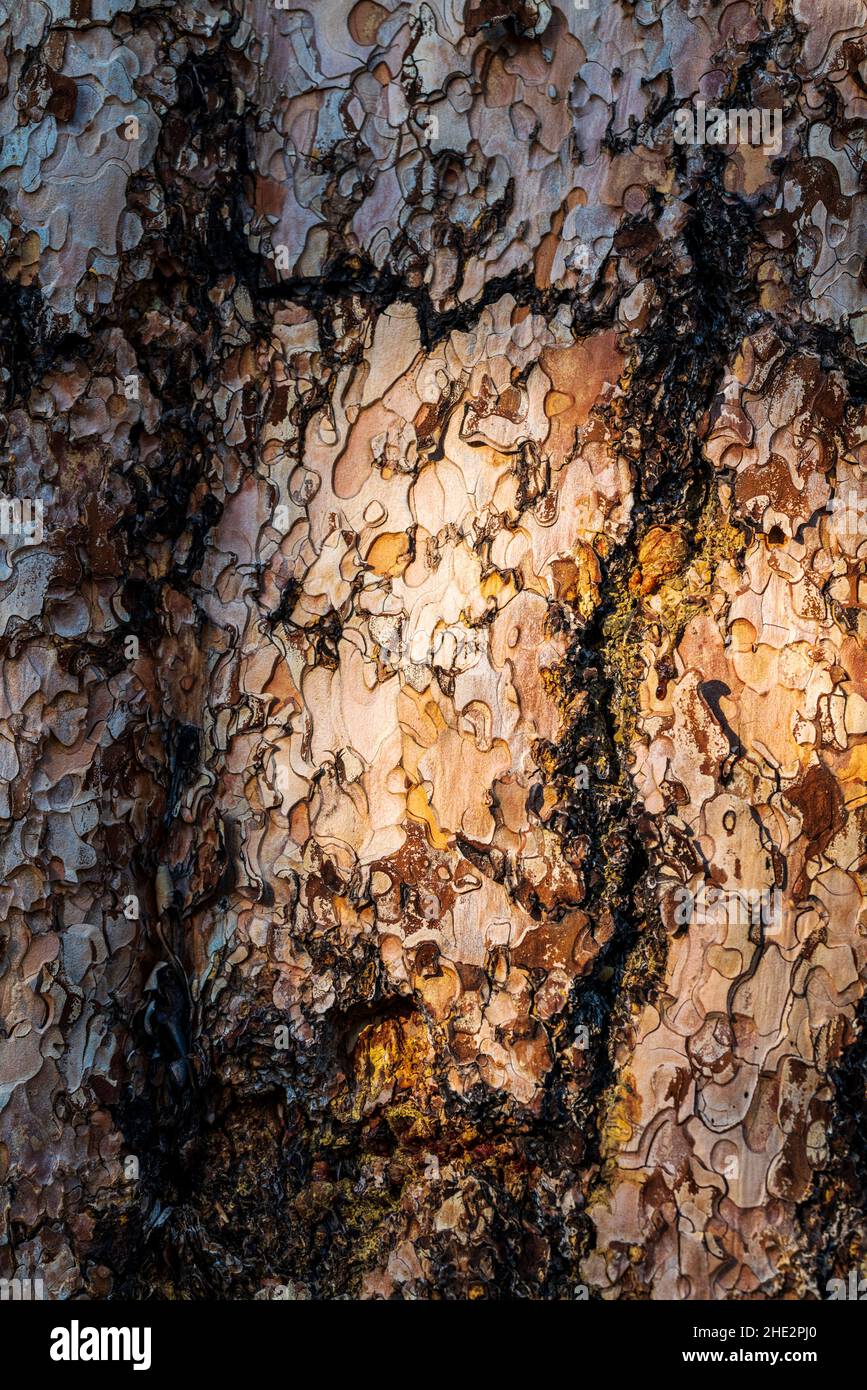 Ponderosa Pine; Pinus ponderosa; bull pine; blackjack pine; western yellow-pine; filipinus pine; Camus Sno-Park; Adel; Oregon; USA Stock Photo