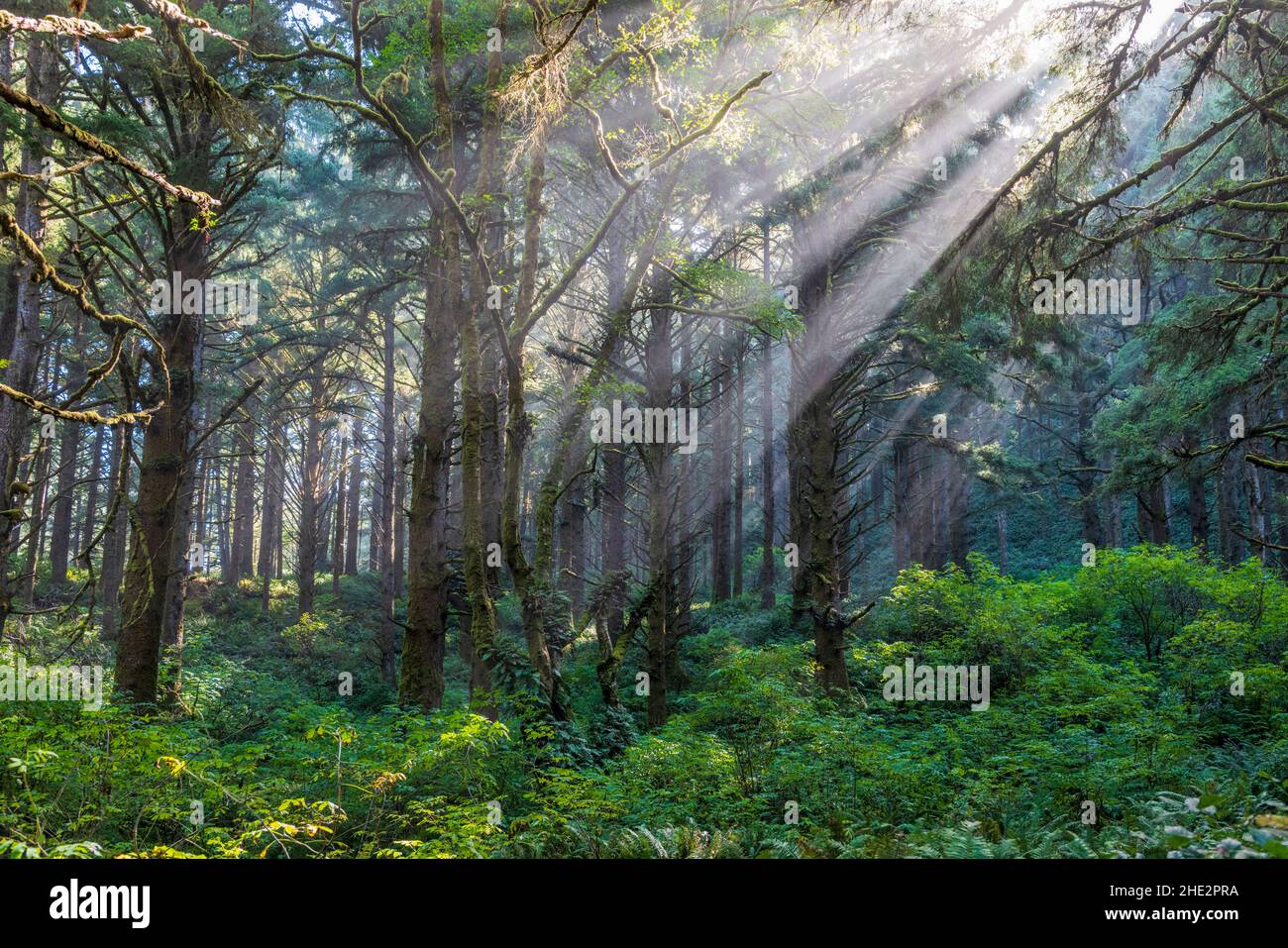 Dramatic morning light filters through the mist & large trees; Cape Perpetua Scenic Area; near Yachats; Oregon; USA Stock Photo
