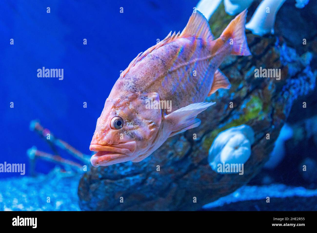 Closeup of a blackthroat rockfish swimming underwater Stock Photo