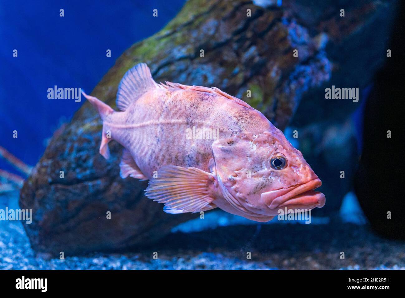 Rougheye rockfish swimming underwater Stock Photo
