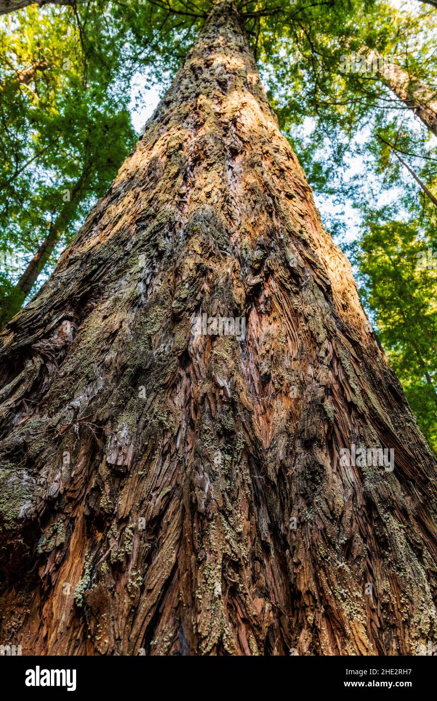 Coast Redwood trees; Redwoods National & State Parks; Oregon coast; USA Stock Photo