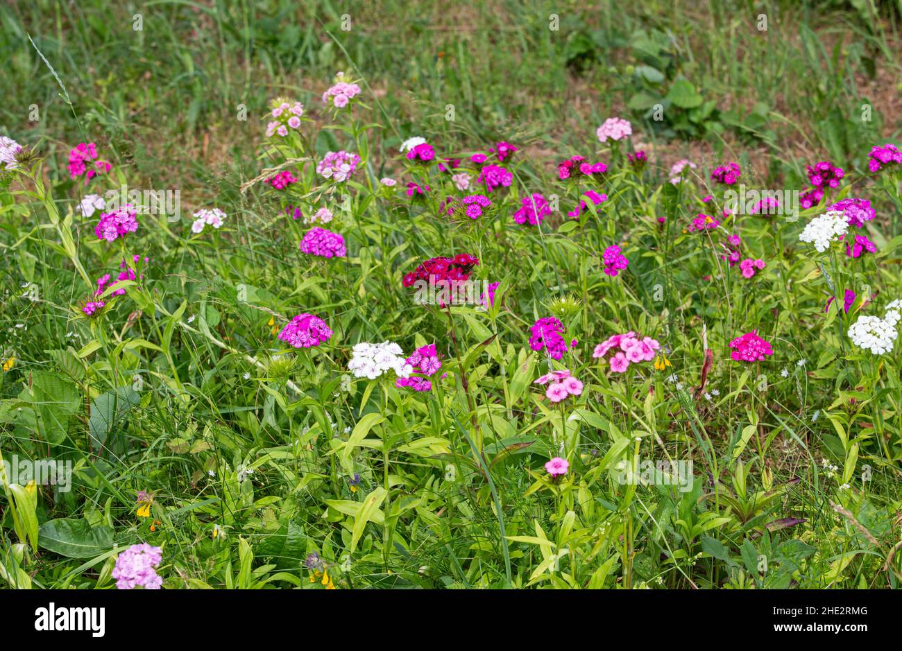 Dianthus barbatus the sweet William flowers in bloom in flowerbed outdoors in summer. Different colors: light pink, white, dark pink, violet. Stock Photo