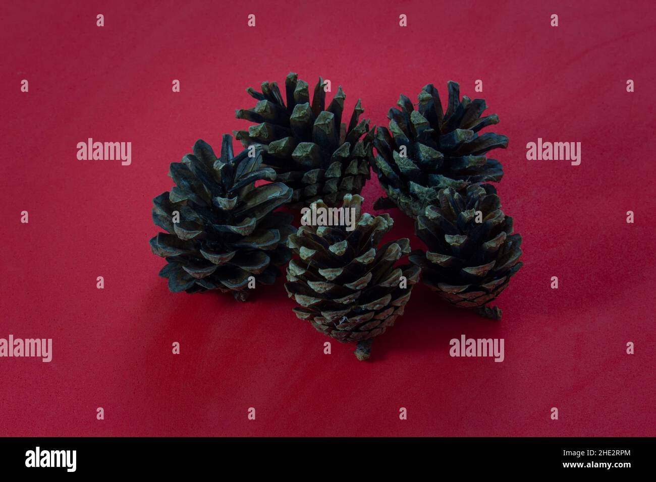 Pine cones on a red background Stock Photo