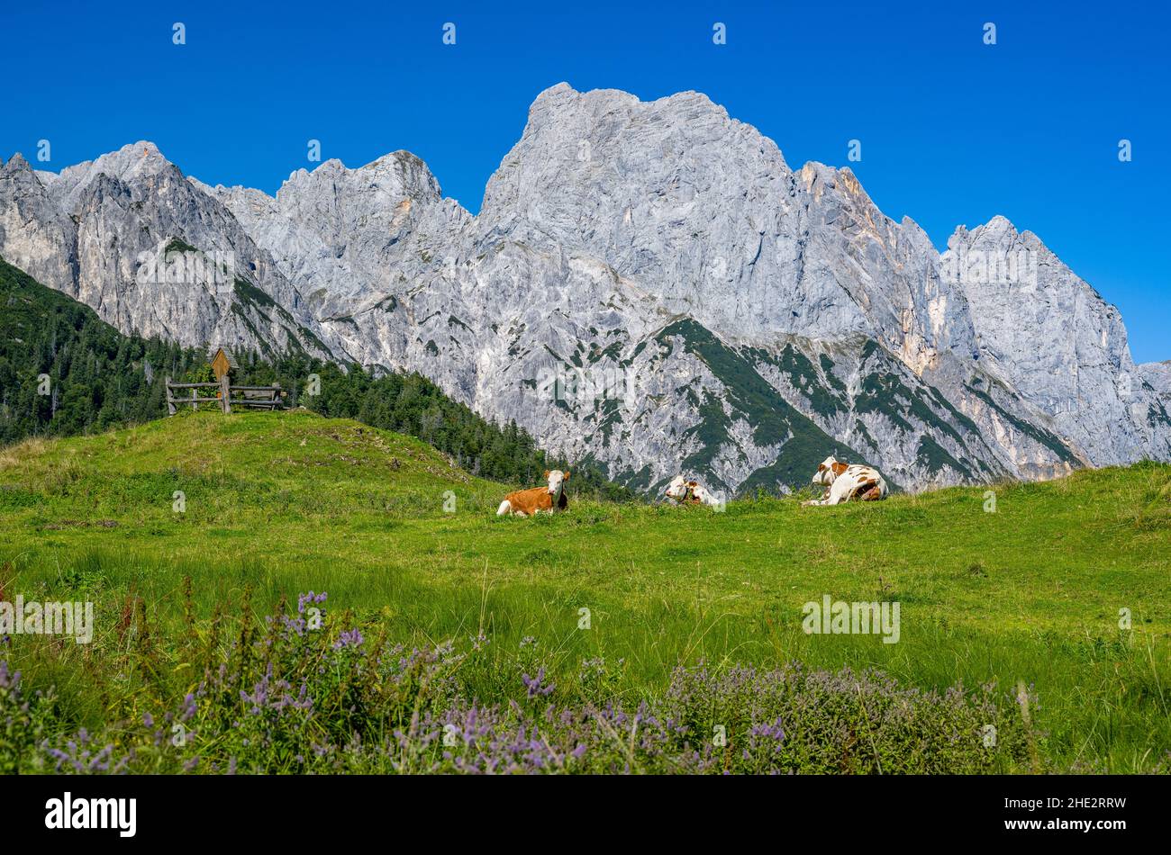 Idyllic mountain scenery with cows on a green alpine meadow in front of the Reiter Steinberge in the beautiful Salzburger Land, Austria, Europe Stock Photo