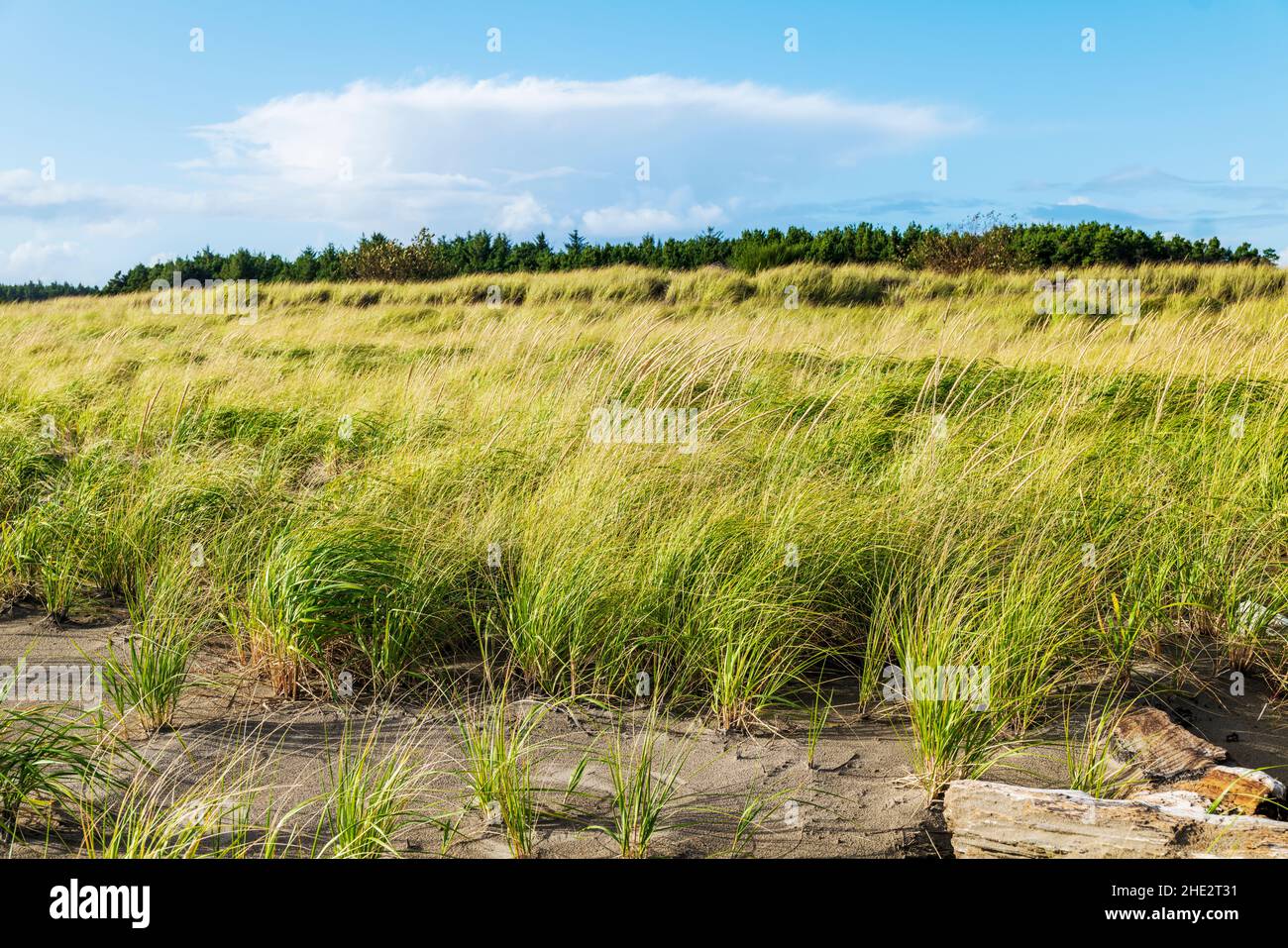 Dune grasses; Fort Stevens State Park; Pacific Ocean; Oregon coast; near Warrenton; Oregon; USA Stock Photo