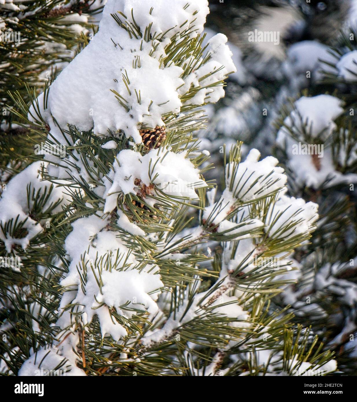 pine bushes Calgary Alberta Stock Photo Alamy