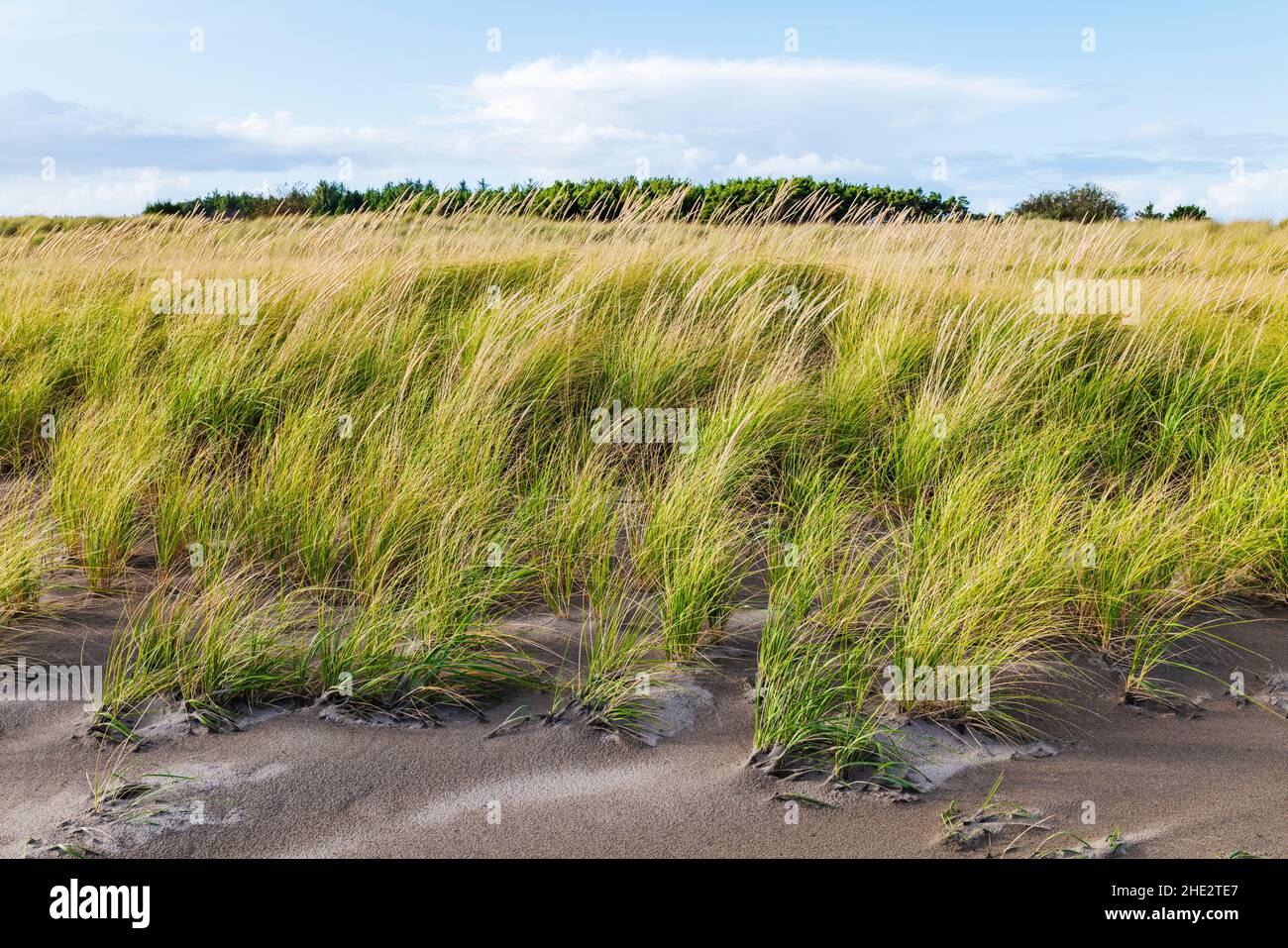 Dune grasses; Fort Stevens State Park; Pacific Ocean; Oregon coast; near Warrenton; Oregon; USA Stock Photo