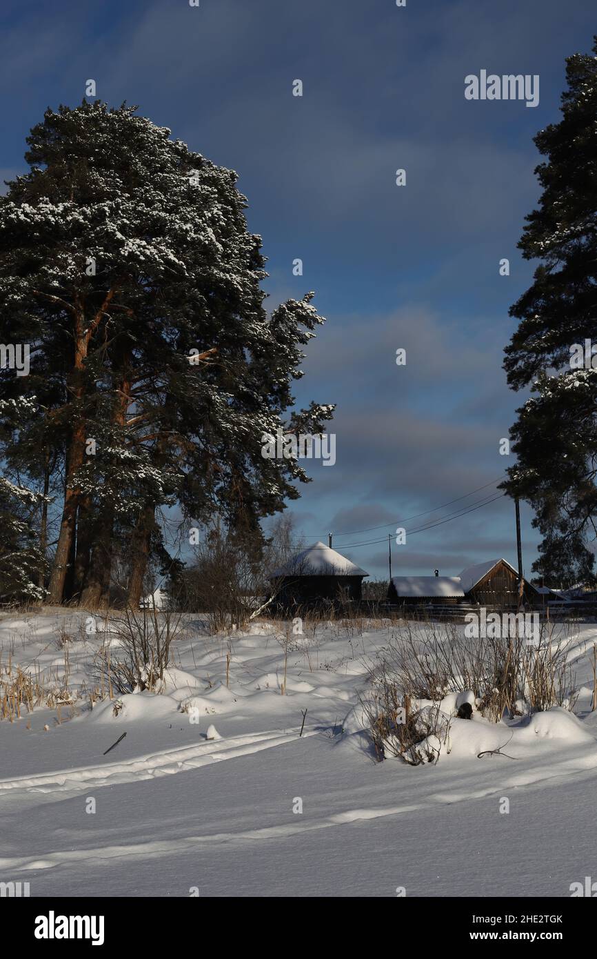 Rural winter landscape. Snow-covered spreading pine trees and a village ...