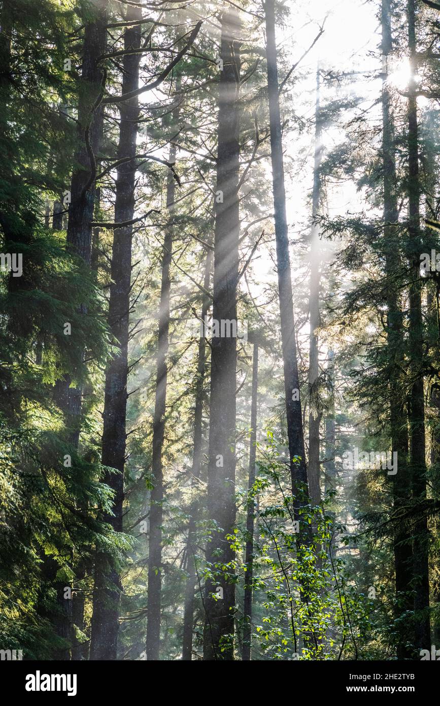 Dramatic morning light filters through the mist & Western Red Cedar trees; Jesse M. Honeyman Memorial State Park; near Florence; Oregon; USA Stock Photo