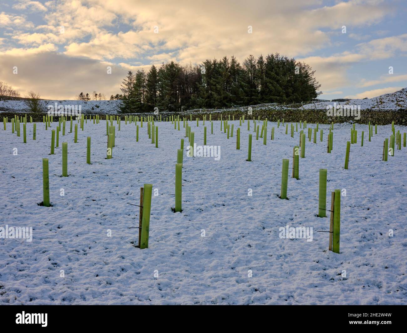 To help combat global warming, a new tree plantation braves winter on