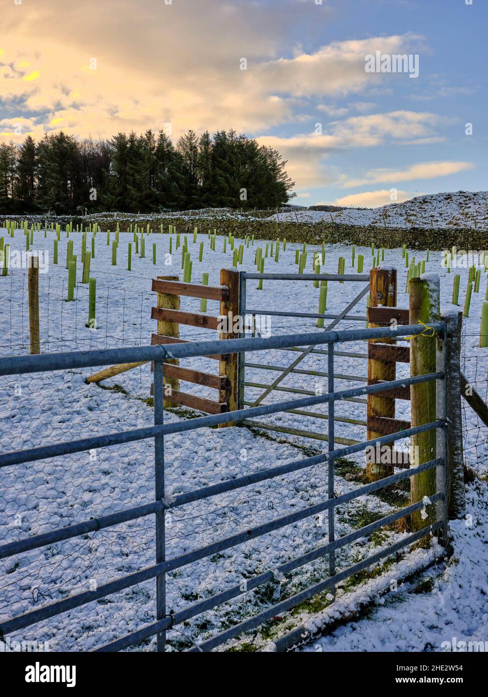 To help combat global warming, a new tree plantation braves winter on