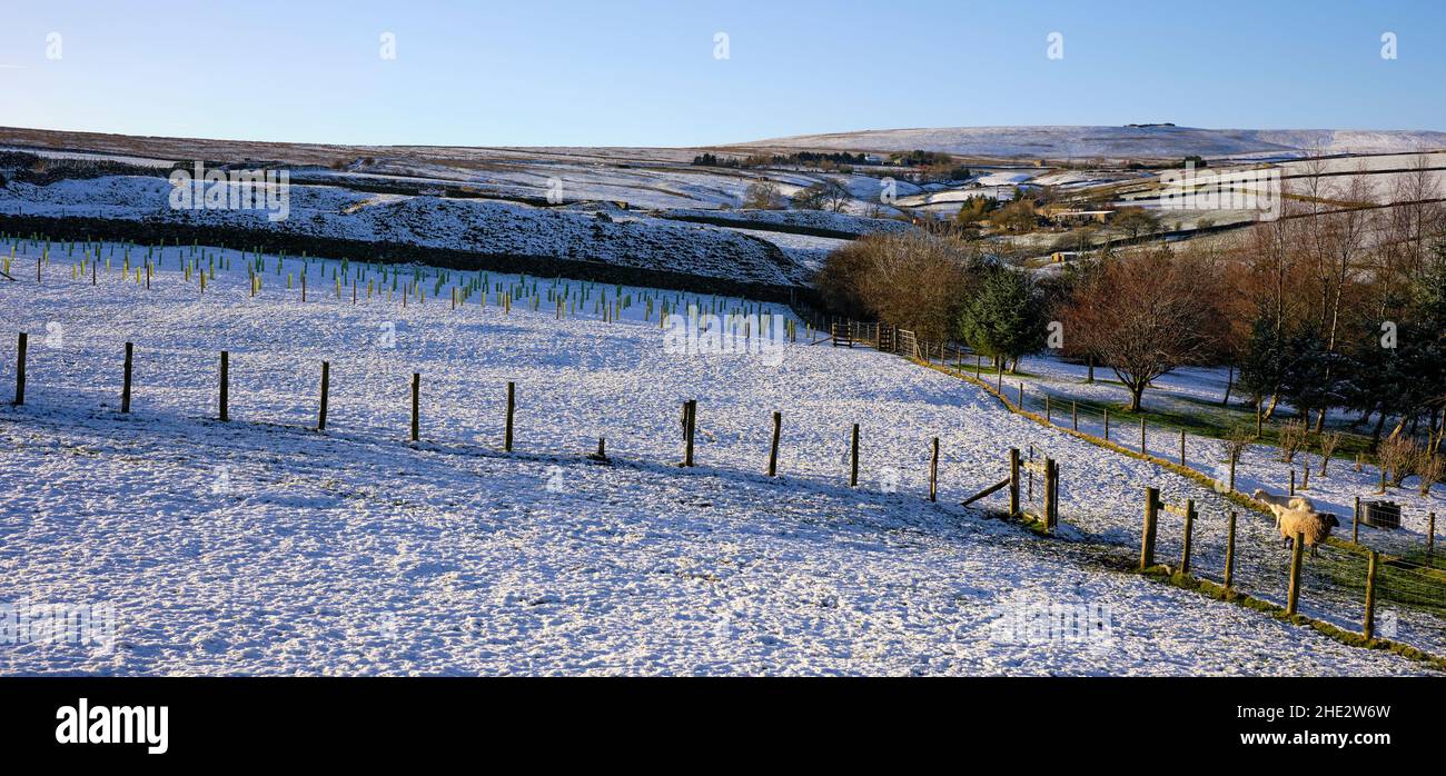 To help combat global warming, a new tree plantation braves winter on
