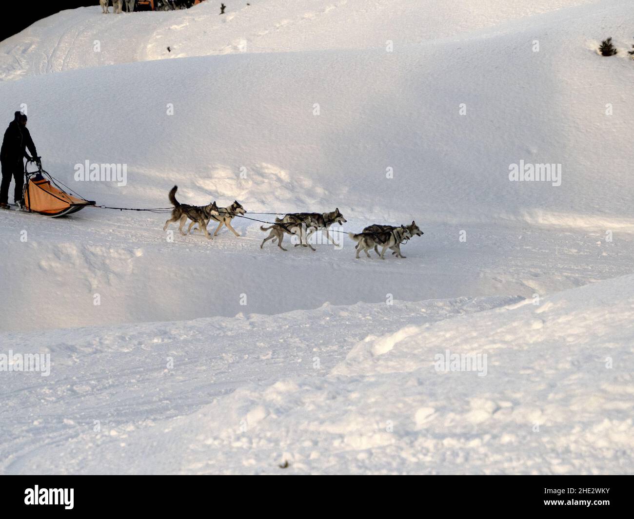 Sled dog in snow mountains white background Stock Photo - Alamy