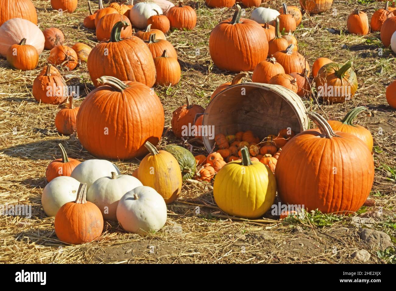 Pumpkin variety,  North America Stock Photo