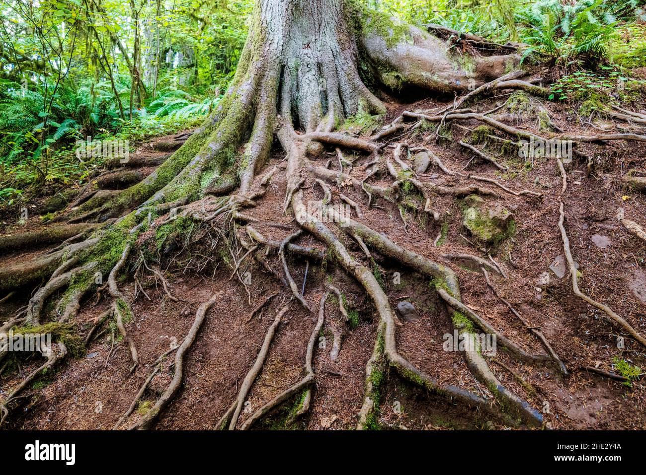 Exposed roots of large old Western Hemlock tree; Silver Falls State Park; Oregon; USA Stock Photo