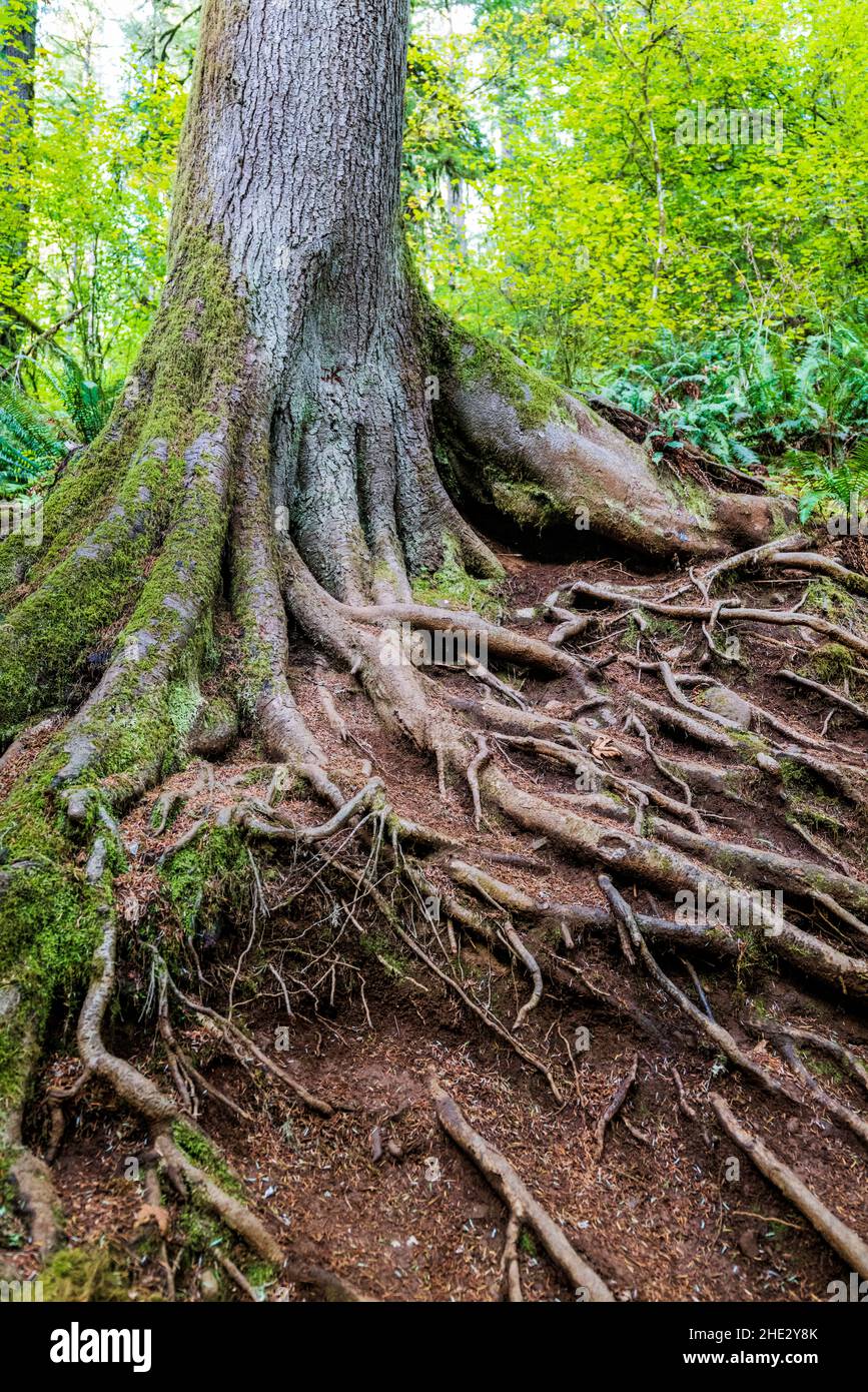 Exposed roots of large old Western Hemlock tree; Silver Falls State Park; Oregon; USA Stock Photo