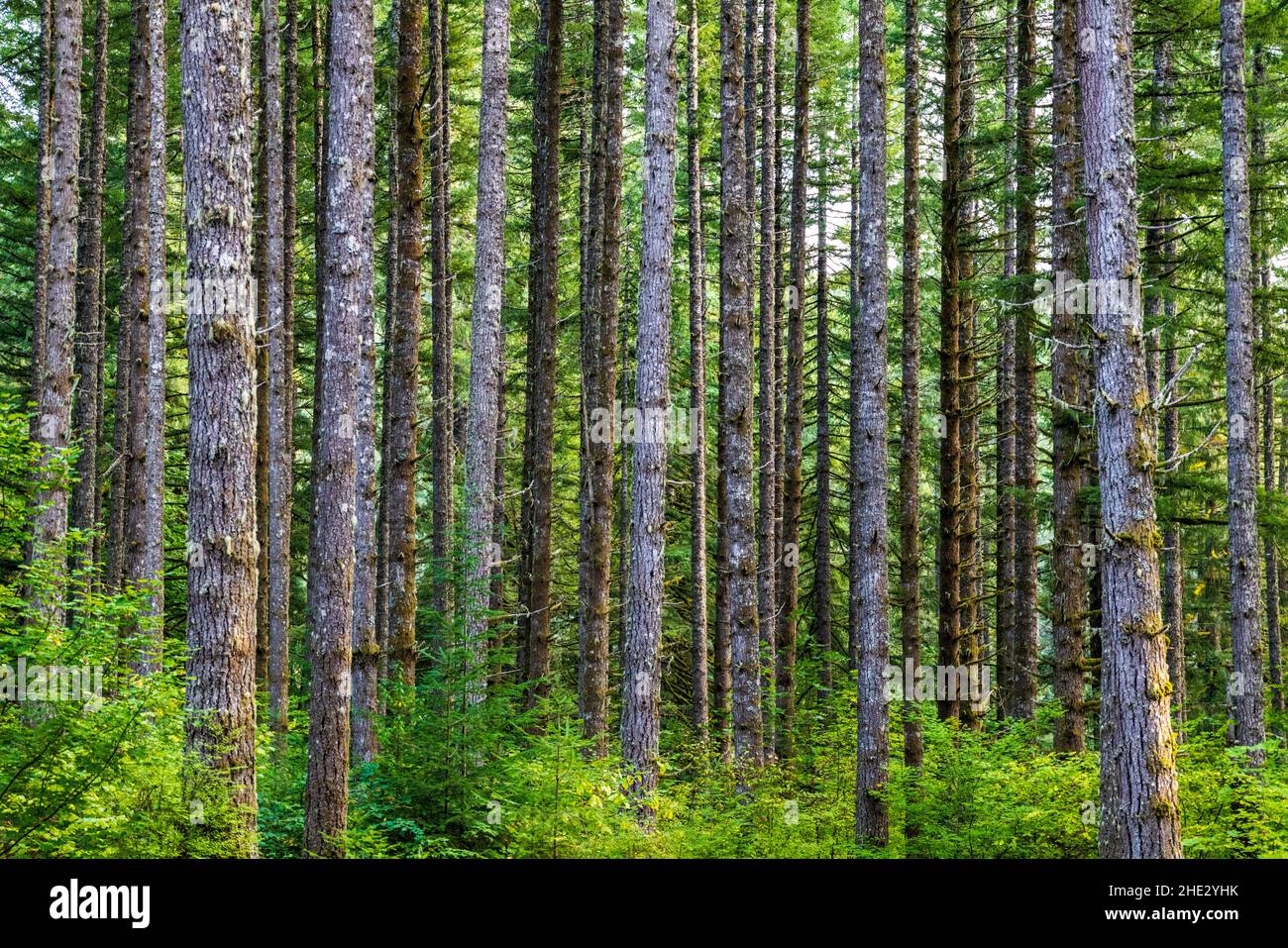 Douglas Fir tree forest; Silver Falls State Park; Oregon; USA Stock Photo