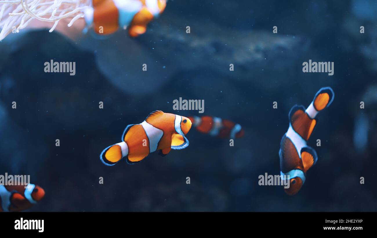 Clownfishes swimming together in blue water. High quality photo Stock Photo