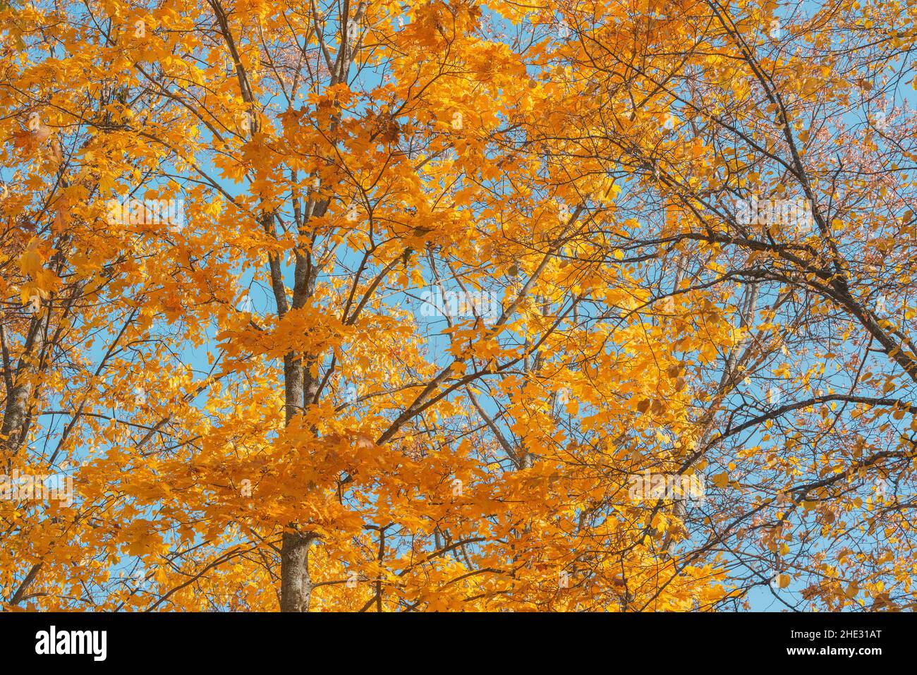 Maple leaves on the branches at autumn day Stock Photo - Alamy