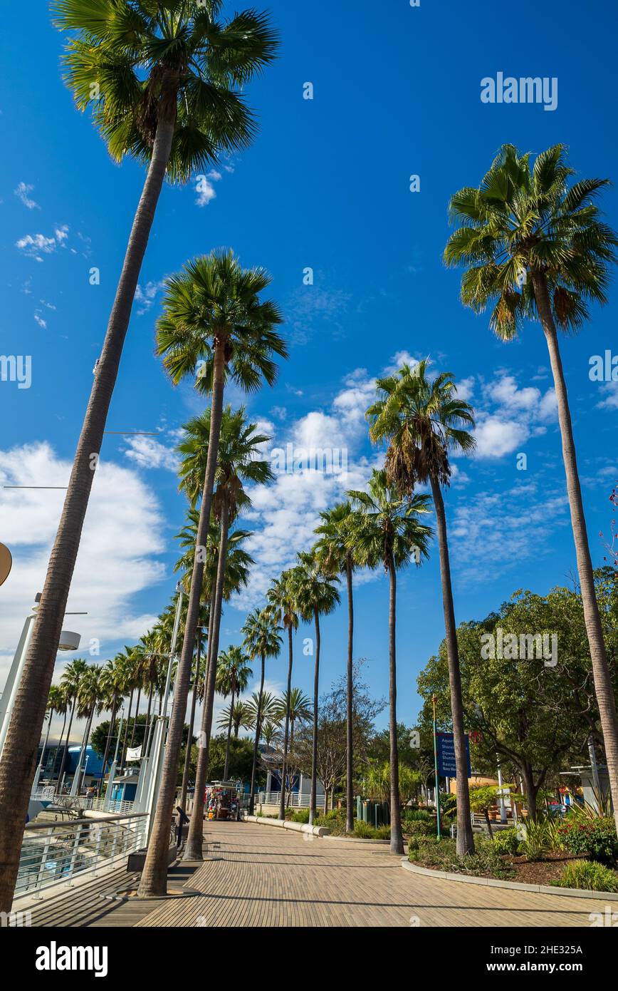 Palm alley hi-res stock photography and images - Alamy
