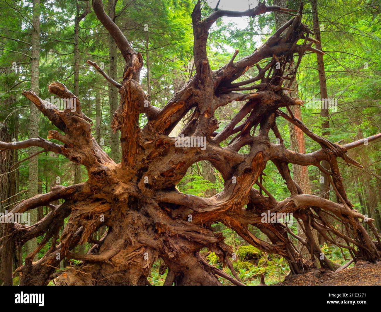 WA21019-00...WASHINGTON - A complicated root ball located along the Cascade Creek trail in Moran State Park on Orcas Island. Stock Photo