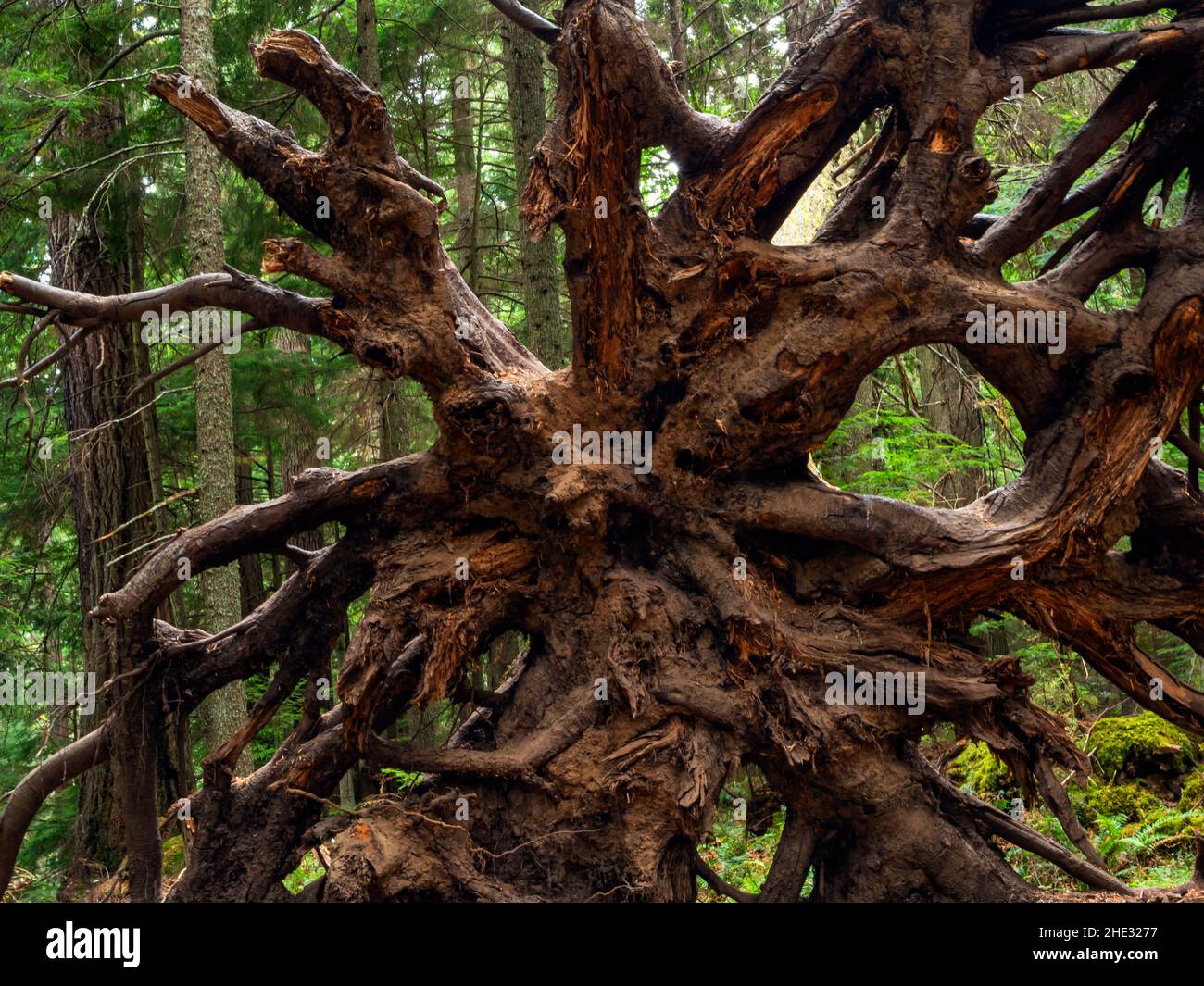 WA21020-00...WASHINGTON - A complicated root ball located along the Cascade Creek trail in Moran State Park on Orcas Island. Stock Photo
