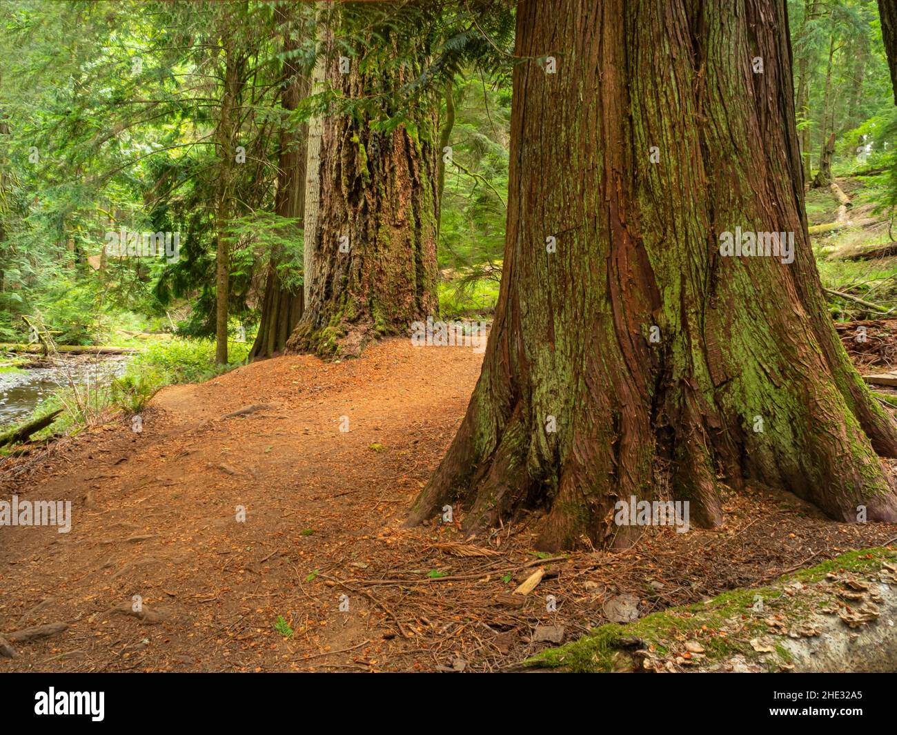 WA21021-00...WASHINGTON - Trees along the Cascade Creek Trail in Moran State Park on Orcas Island. Stock Photo