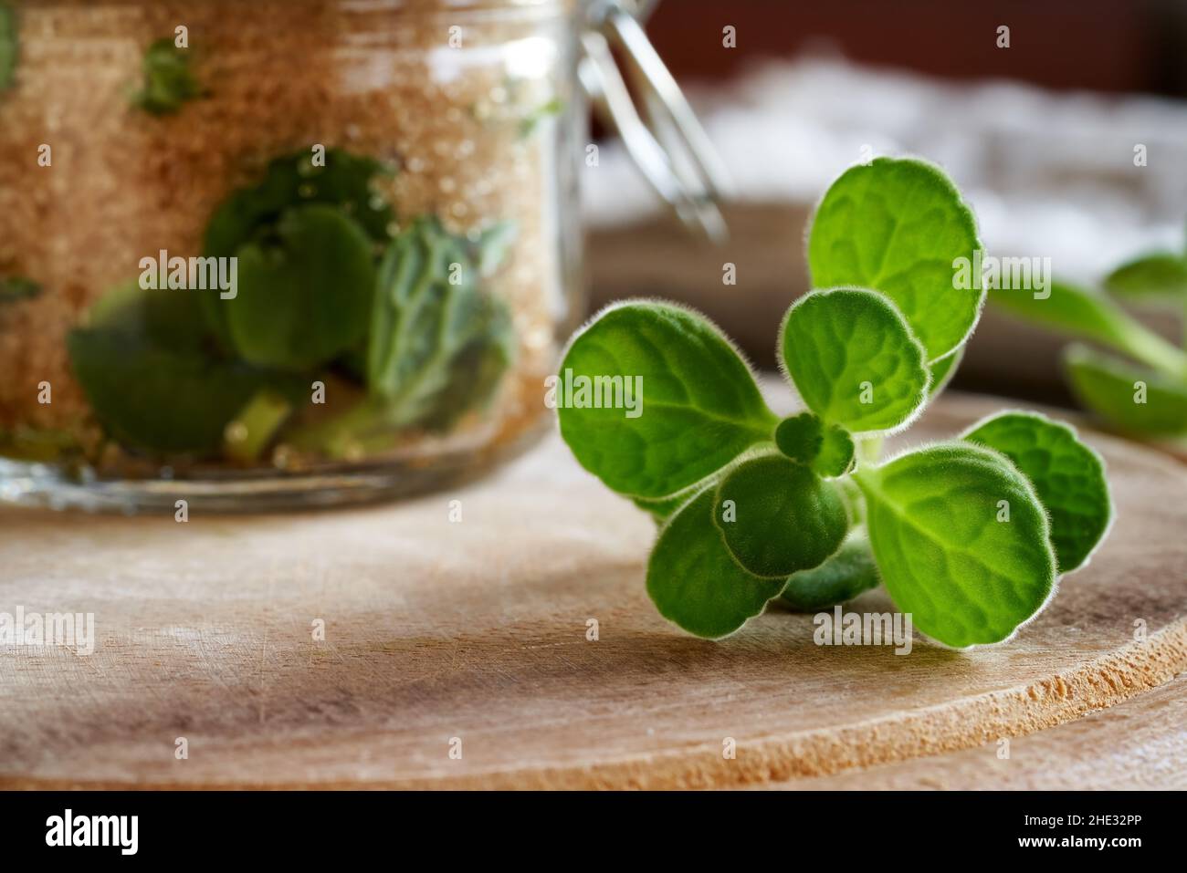 Preparation of a homemade herbal syrup from silver spurflower - closeup of fresh plant Stock Photo