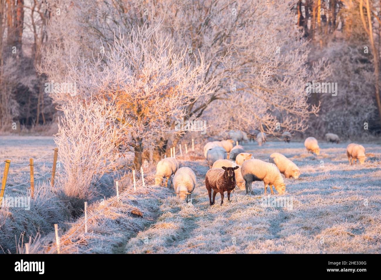 sheep grazing on snowy pasture at sunrise Stock Photo