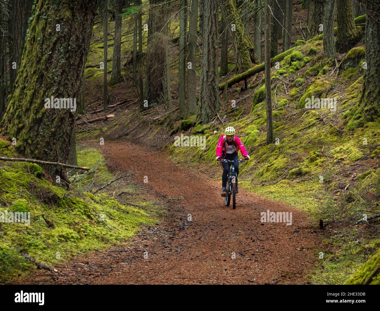 WA21034-00...WASHINGTON - Cyclist riding up an old forest road towards the summit of Mount Pickett in Moran State Park on Orcas Island. Stock Photo