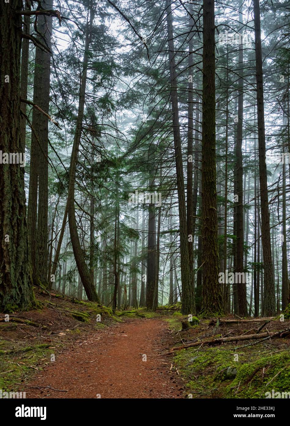 WA21036-00...WASHINGTON - The Mount Pickett Trail in a foggy forest of Moran State Park on Orcas Island, one of the San Juan Islands. Stock Photo