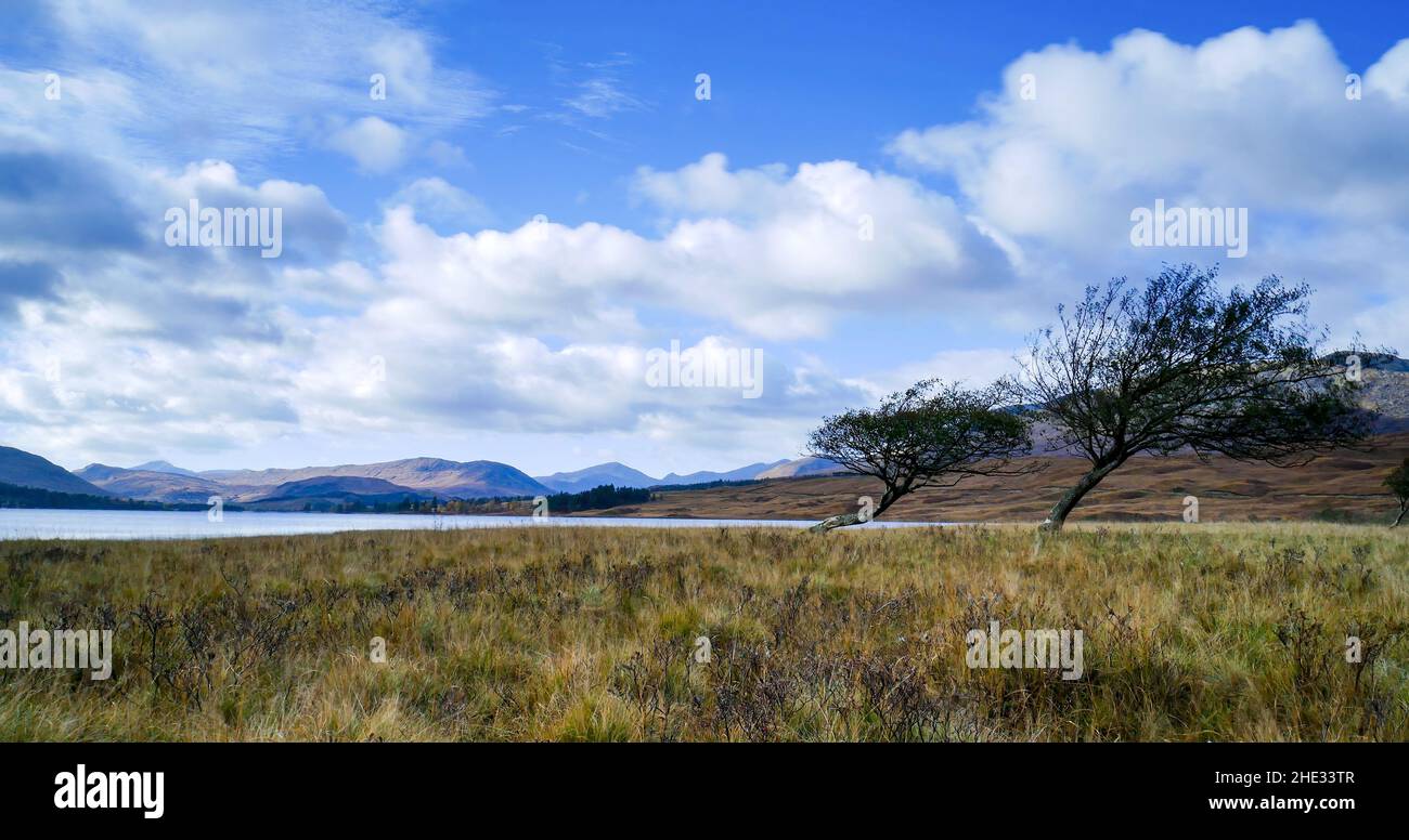 Windswept trees by a loch or lake on Rannoch Moor, Scottish Highlands, Scotland, UK Stock Photo
