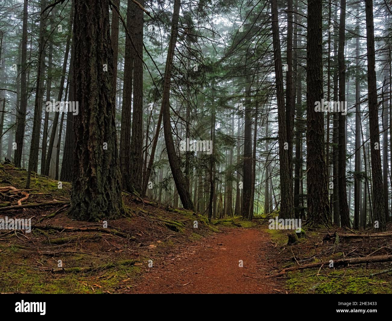 WA21038-00...WASHINGTON - A foggy day along the Mount Pickett Trail in Moran State Park on Orcas Island; one of the San Juan Islands. Stock Photo