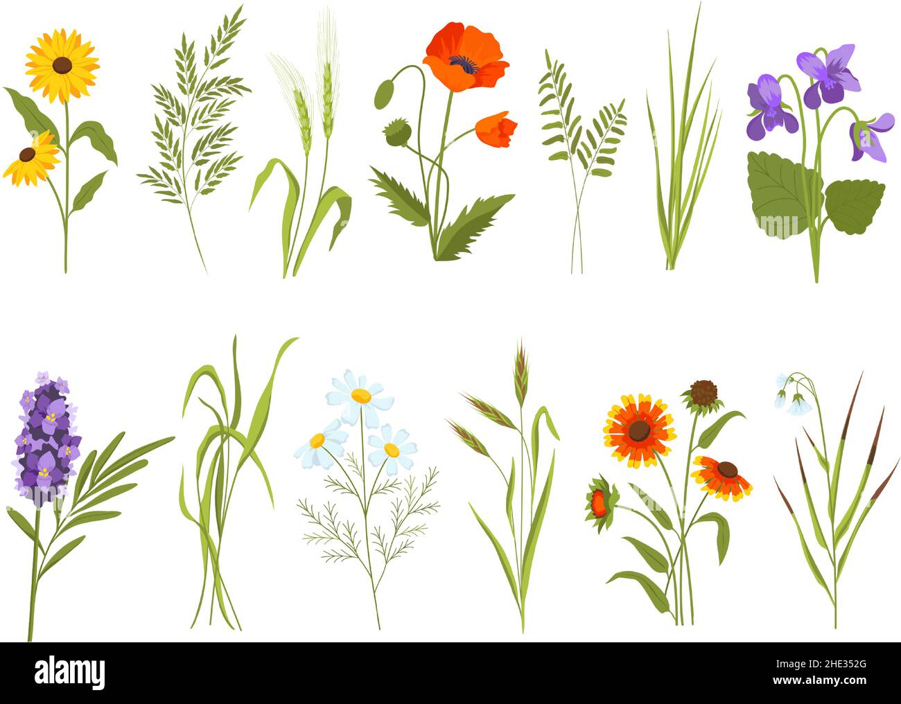 Meadow blossom flowers, field plants and medicinal wild herbs. Hay and cotton grass, gaillardia, sedge and sunflower. Wildflower vector set Stock Vector